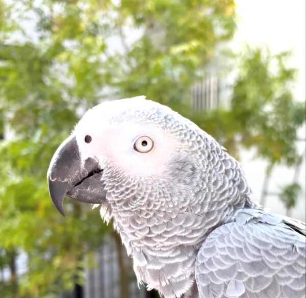 Luna