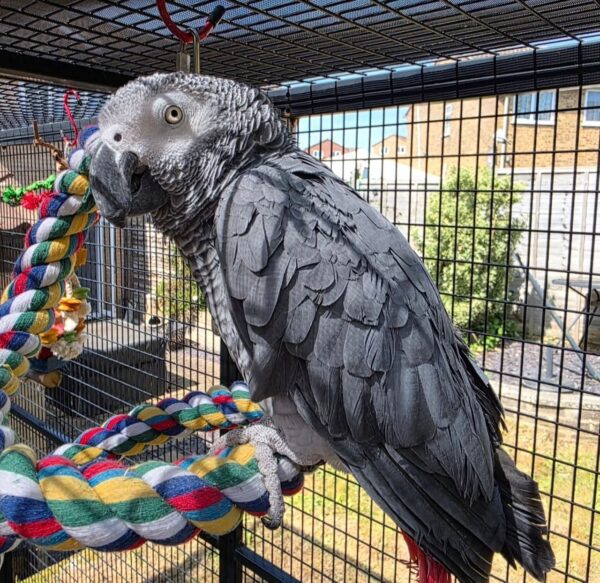 max6 Max